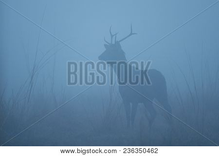 Sambar Deer In The Nature Habitat During Misty Morning. Deer In The Magical Morning Fog In Corbett N