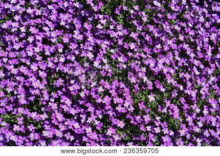 Purple Flowers