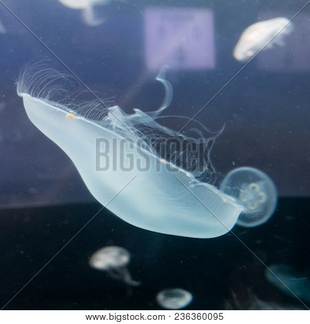 Beautiful Jellyfish Float In The Tanks Of An Aquarium In Valencia