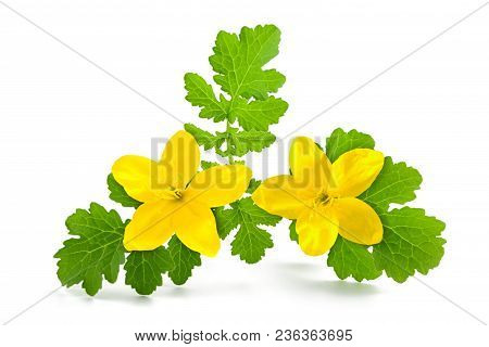 Greater Celandine Isolated On A White Background
