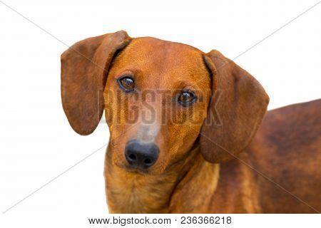 Small Dachshund Dog On A White Background.