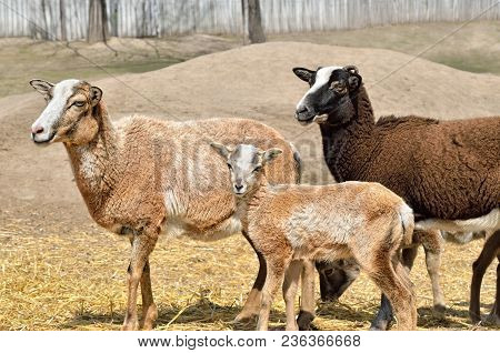 Adult Wild Female Mouflon With Her Lamb.
