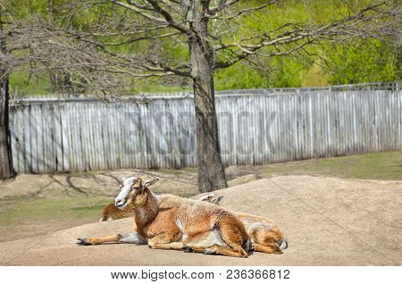 Adult Wild Female Mouflon With Her Lamb.
