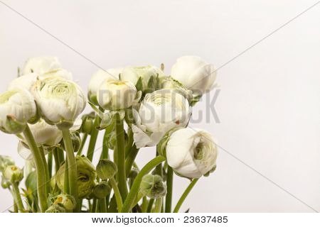 Ranuncolo bianco