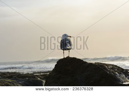 Dark-toothed Gull (larus Fuscus) Seen From Behind With His Head Turned To The Right On Top Of A Rock