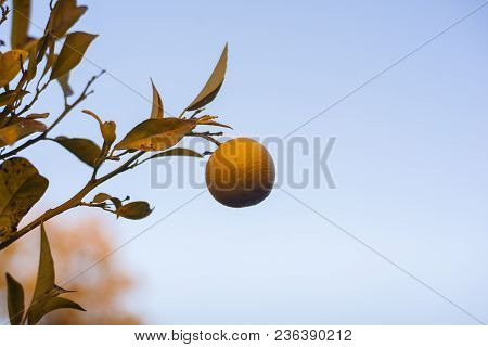 Biological Orange Hanging On The Tree In Sicily