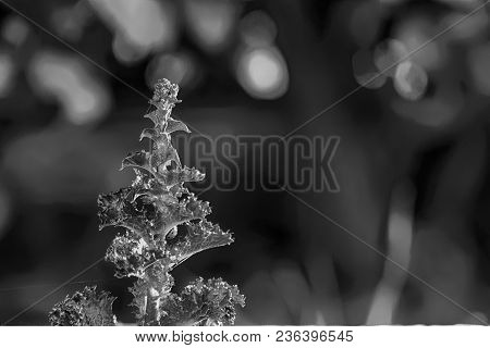 Close Up Of Decorative Cabbage, Ornamental Cabbage Plants. Background Of Green Decorative Cabbage. N