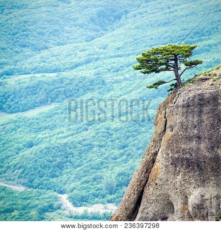 Lonely Tree On A Rock At Demerdji Mountain, Crimea, Russia. Landscape Of Crimea. Beautiful View Of C