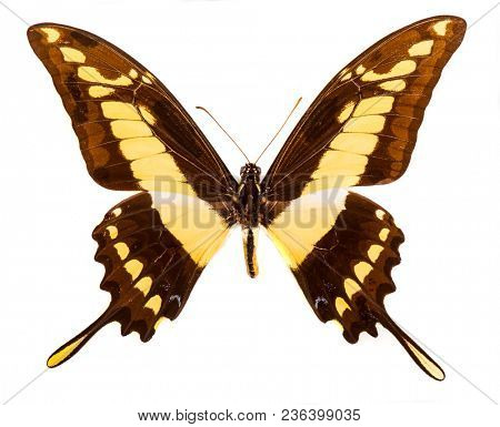 King swallowtail (Papilio thoas) butterfly isolated on a white background