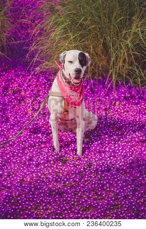 English Pointer Mix Phenotype White Dog In Black Dots With Red Leather Collar With Medallion And Ban