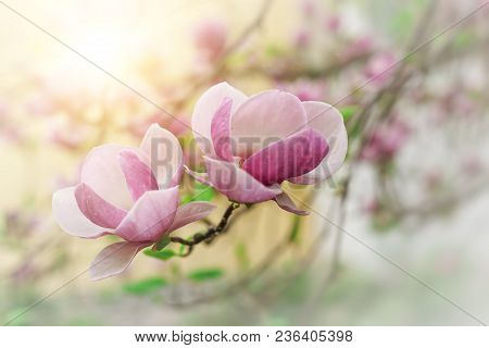 Magnolia Blooms. Magnolia Tree In Bloom Beautiful Purple Flowers In Spring.