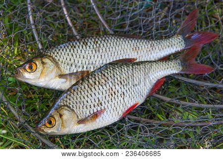 Close Up View Of Two Freshwater Common Rudd Fish On Black Fishing Net..