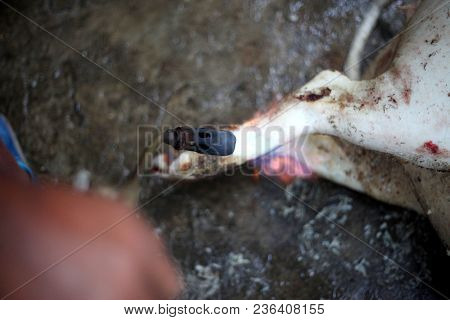 Burned Hair Cleaning On A Slaughter Pig In A Rural Area