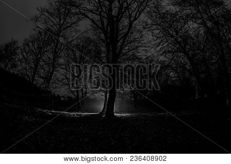 Strange Light In A Dark Forest At Night. Silhouette Of Person Standing In The Dark Forest With Light