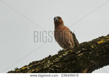Finch Fringilla Coelebs Bird On Tree