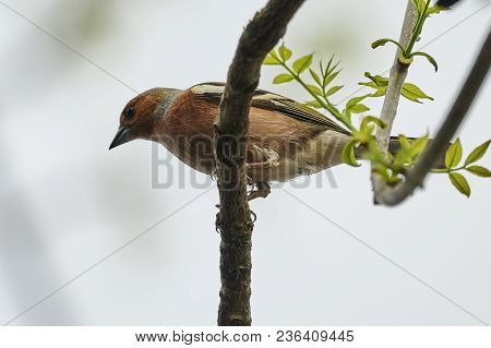 Finch Fringilla Coelebs Bird On Tree