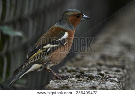 Finch Fringilla Coelebs Bird On Tree