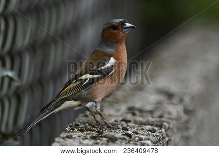 Finch Fringilla Coelebs Bird On Tree