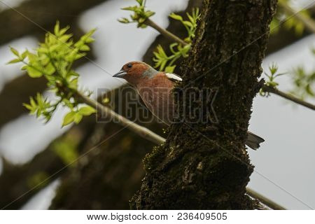 Finch Fringilla Coelebs Bird On Tree