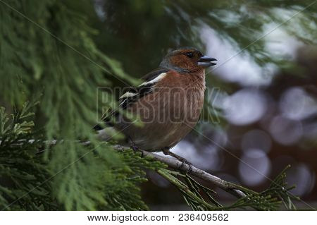 Finch Fringilla Coelebs Bird On Tree