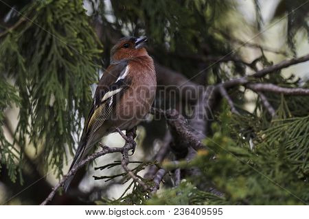 Finch Fringilla Coelebs Bird On Tree