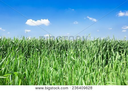 Photo From Below Green Wheat Ears Against The Blue Sky With A Bright Summer Sun. Photo Close-up From