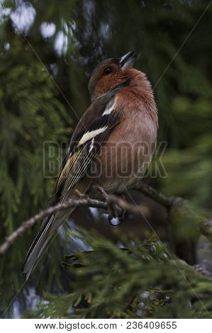 Finch Fringilla Coelebs Bird On Tree