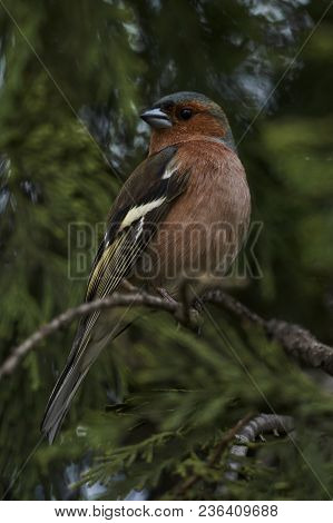 Finch Fringilla Coelebs Bird On Tree