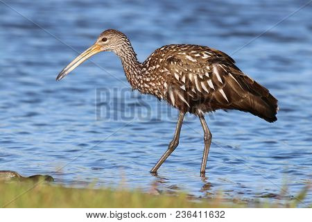 A Limpkin, Aramus Guarauna Searches For Mussels In A Florida Bay