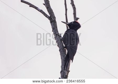 The Black Woodpecker (dryocopus Martius) Sitting On A Tree. Bird With Red Head. Black European Bird