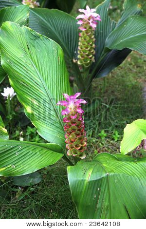 Curcuma Sessilis Gage