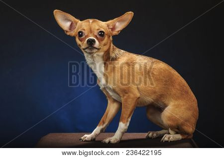 Chihuahualittle Dog Breed Hua Hua Tea Dark Grey Blue Background