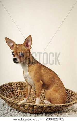Chihuahualittle Dog Breed Hua Hua Tea Light White Background