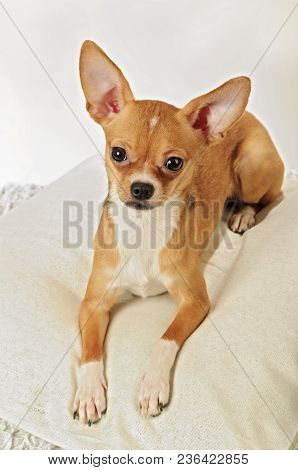 Chihuahualittle Dog Breed Hua Hua Tea Light White Background