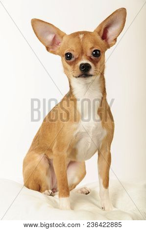 Chihuahualittle Dog Breed Hua Hua Tea Light White Background