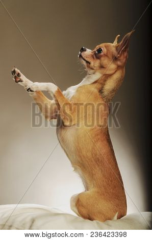 Chihuahualittle Dog Breed Hua Hua Tea Light White Background