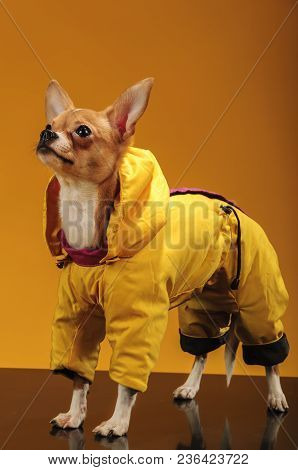 Chihuahualittle Dog Breed Hua Hua Tea Yellow Background In Yellow Clothes
