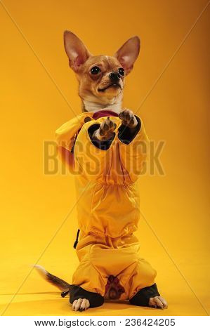 Chihuahualittle Dog Breed Hua Hua Tea Yellow Background In Yellow Clothes