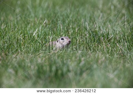 cute ground squirrel portrait