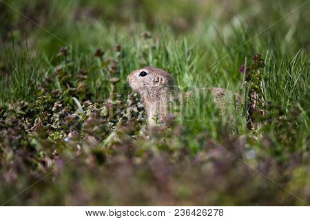 cute ground squirrel portrait