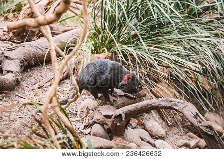 Tasmanian Devil Running In The Wild Among Trees And Bushes.