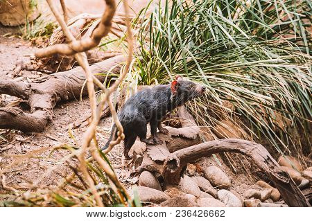 Tasmanian Devil Running In The Wild Among Trees And Bushes.