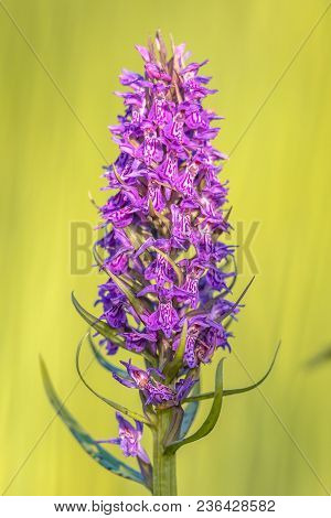 Western Marsh-orchid (dactylorhiza Majalis Subsp. Majalis) Flower Close Up With Vivid Green Backgrou