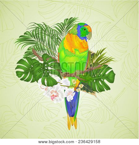 Sun Conure Parrot Tropical Bird Standing  On A Branch White  Orchid  Phalaenopsis On A White Backgro