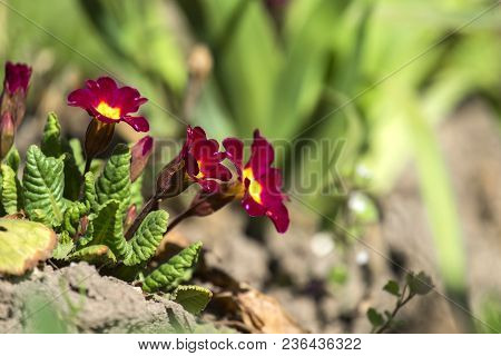 The Burgundy Spring Primrose Flowers (primula Vulgaris)