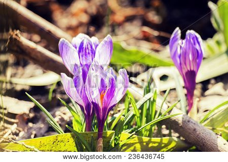 Purple Spring Flowers. Violet Crocuses In The Rays Of The Morning Sun (crocus Vernus)