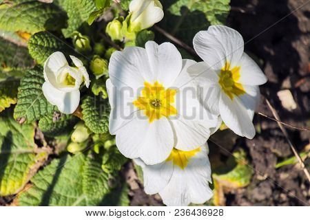 Acaulescent Spring White Primrose Flowers (primula Acaulis)