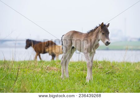 Przewalski Horses In The Flood Plains Of The Waal River In The Netherlands