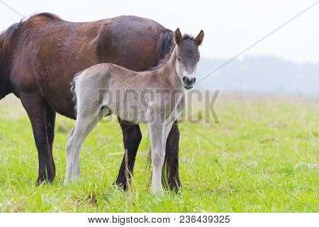 Przewalski Horses In The Flood Plains Of The Waal River In The Netherlands