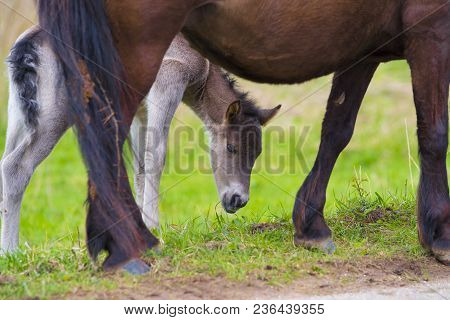 Przewalski Horses In The Flood Plains Of The Waal River In The Netherlands